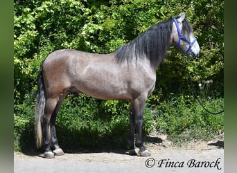 PRE Mix, Gelding, 5 years, 15.3 hh, Grey