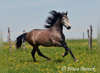 PRE Mix, Gelding, 5 years, 15.3 hh, Grey