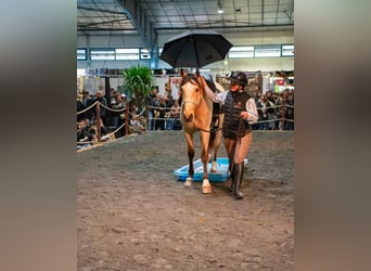 PRE Mix, Gelding, 5 years, 15,1 hh, Dun