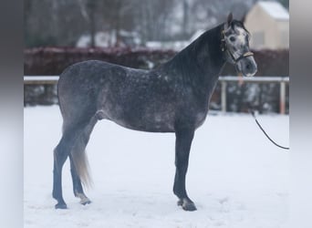 PRE Mix, Gelding, 5 years, 15,1 hh, Grey-Blue-Tan
