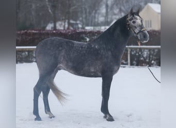 PRE Mix, Gelding, 5 years, 15,1 hh, Grey-Blue-Tan