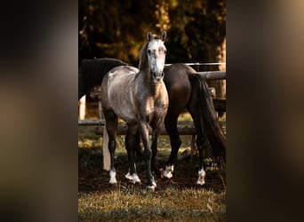 PRE, Gelding, 5 years, 15,1 hh, Grey
