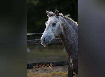 PRE, Gelding, 5 years, 15,1 hh, Grey