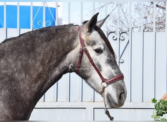 PRE, Gelding, 5 years, 15,1 hh, Grey