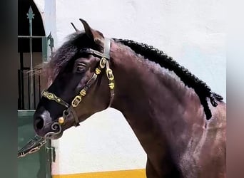 PRE, Gelding, 5 years, 15,2 hh, Black