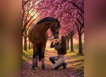 PRE Mix, Gelding, 5 years, 15,2 hh, Brown