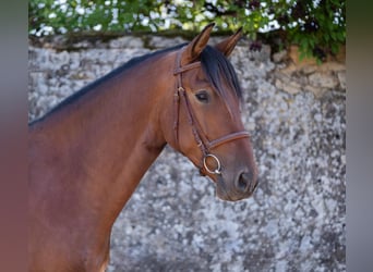 PRE Mix, Gelding, 5 years, 15,2 hh, Brown