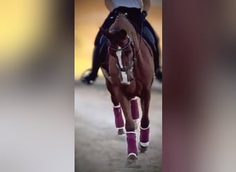 PRE Mix, Gelding, 5 years, 15,2 hh, Chestnut-Red