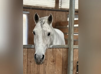 PRE Mix, Gelding, 5 years, 15,2 hh, Gray-Dapple