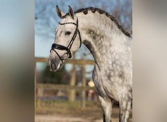 PRE, Gelding, 5 years, 15,2 hh, Grey