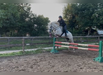 PRE Mix, Gelding, 5 years, 15,2 hh, Grey