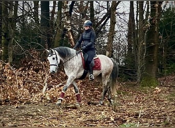PRE Mix, Gelding, 5 years, 15,2 hh, Grey