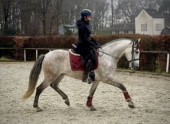 PRE Mix, Gelding, 5 years, 15,2 hh, Grey
