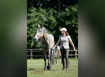 PRE Mix, Gelding, 5 years, 15,2 hh, Grey