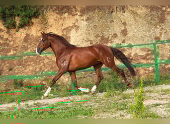 PRE Mix, Gelding, 5 years, 15,2 hh, Sorrel