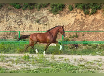 PRE Mix, Gelding, 5 years, 15,2 hh, Sorrel