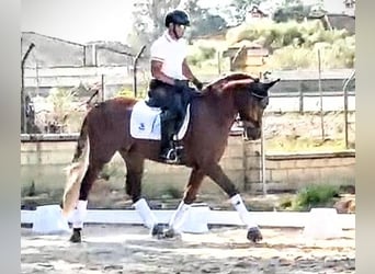 PRE Mix, Gelding, 5 years, 15,3 hh, Chestnut-Red