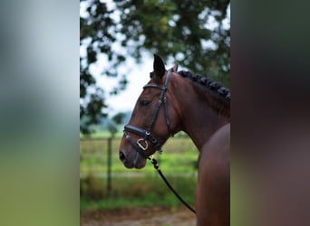 PRE, Gelding, 5 years, 16,1 hh, Bay-Dark