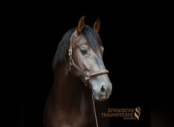 PRE Mix, Gelding, 5 years, 16.1 hh, Black
