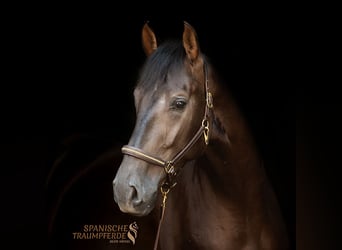 PRE Mix, Gelding, 5 years, 16.1 hh, Black