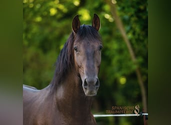 PRE Mix, Gelding, 5 years, 16.1 hh, Black