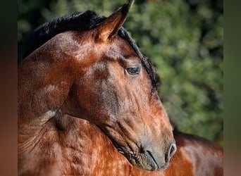 PRE, Gelding, 5 years, 16.1 hh, Brown