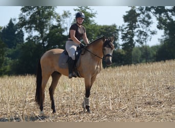 PRE, Gelding, 5 years, 16.1 hh, Buckskin