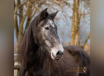 PRE Mix, Gelding, 5 years, 16,1 hh, Gray-Dark-Tan