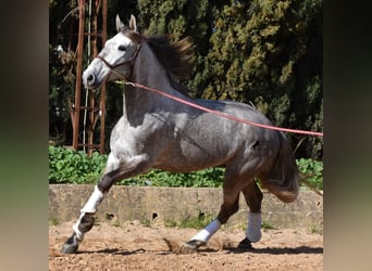 PRE, Gelding, 5 years, 16,1 hh, Gray