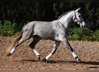 PRE, Gelding, 5 years, 16,1 hh, Gray