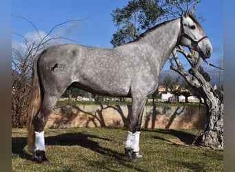 PRE, Gelding, 5 years, 16,1 hh, Gray