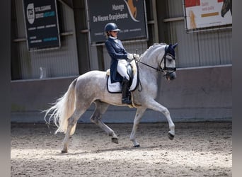 PRE Mix, Gelding, 5 years, 16.1 hh, Gray