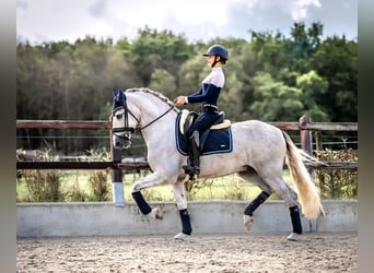 PRE Mix, Gelding, 5 years, 16.1 hh, Gray