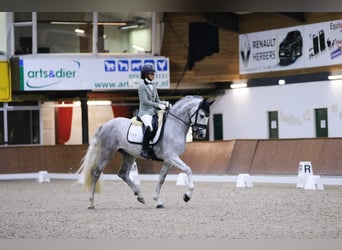 PRE Mix, Gelding, 5 years, 16.1 hh, Gray