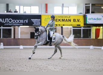 PRE Mix, Gelding, 5 years, 16.1 hh, Gray