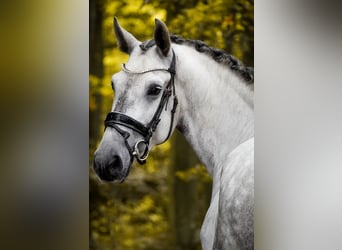 PRE Mix, Gelding, 5 years, 16.1 hh, Grey-Dark-Tan PRE Mix, Gelding, 5 years, 16.1 hh, Grey-Dark-Tan
