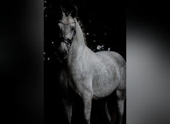PRE Mix, Gelding, 5 years, 16.1 hh, Grey-Dark-Tan PRE Mix, Gelding, 5 years, 16.1 hh, Grey-Dark-Tan