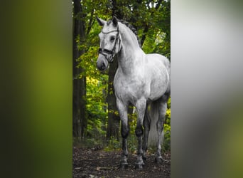 PRE Mix, Gelding, 5 years, 16.1 hh, Grey-Dark-Tan PRE Mix, Gelding, 5 years, 16.1 hh, Grey-Dark-Tan