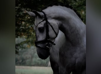 PRE Mix, Gelding, 5 years, 16.1 hh, Grey-Dark-Tan PRE Mix, Gelding, 5 years, 16.1 hh, Grey-Dark-Tan