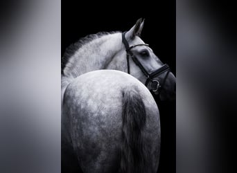 PRE Mix, Gelding, 5 years, 16.1 hh, Grey-Dark-Tan PRE Mix, Gelding, 5 years, 16.1 hh, Grey-Dark-Tan