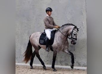 PRE, Gelding, 5 years, 16.1 hh, Grey