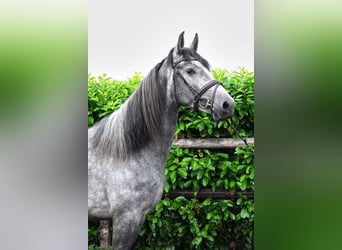 PRE, Gelding, 5 years, 16.1 hh, Grey