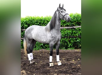 PRE, Gelding, 5 years, 16.1 hh, Grey