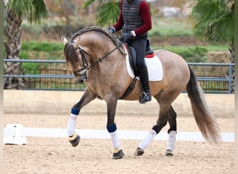 PRE Mix, Gelding, 5 years, 16.1 hh, Grey