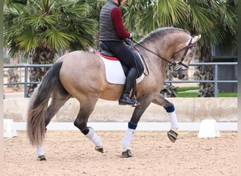 PRE Mix, Gelding, 5 years, 16.1 hh, Grey