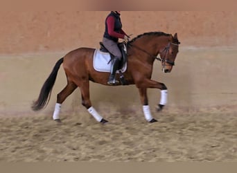 PRE Mix, Gelding, 5 years, 16,2 hh, Brown