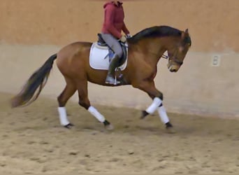 PRE Mix, Gelding, 5 years, 16,2 hh, Brown