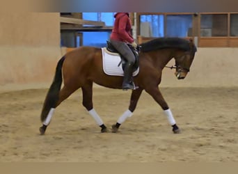 PRE Mix, Gelding, 5 years, 16,2 hh, Brown