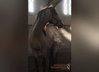 PRE Mix, Gelding, 5 years, 16.2 hh, Dun