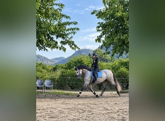 PRE Mix, Gelding, 5 years, 16.2 hh, Grey-Dapple
